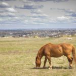Alberta’s big cities have an insatiable appetite for nearby farmland.