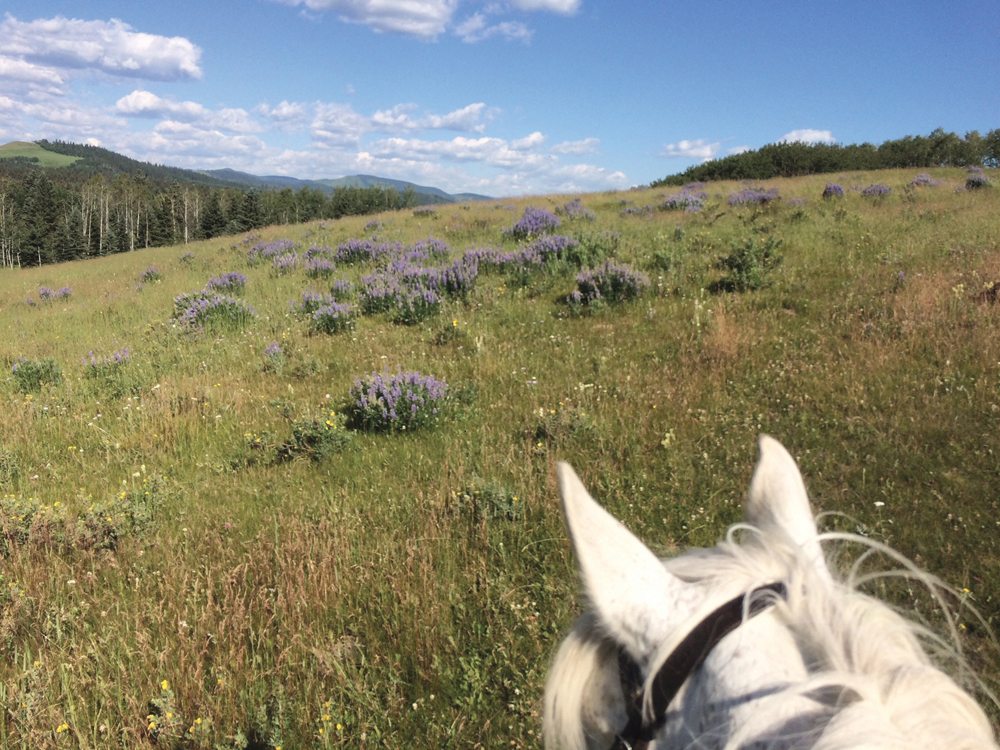 Fatty acids as far as the eye can see. Abundant sources of balanced fats for horses are found in fresh grasses and forage.