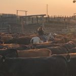 If properly designed and maintained, older pens and handling facilities generally don’t need upgrades for sustainable beef certification.