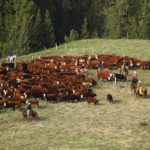 Both Canada’s and Alberta’s beef cattle numbers have been revised downward following the latest farm census, but are nevertheless showing slight growth.