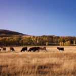 There aren’t any big clouds on the horizon for the cattle sector in 2018,
but don’t expect a repeat of last year, says Canfax’s Brian Perillat.