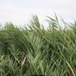 Phragmites spreads rapidly, via rhizomes, and can be difficult to control once established.