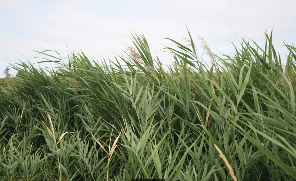 Phragmites spreads rapidly, via rhizomes, and can be difficult to control once established.