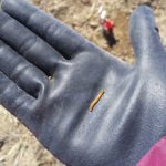 wireworm