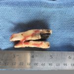 Unfortunately dental caries weaken the horse’s tooth leaving it susceptible to fracture and infection.
