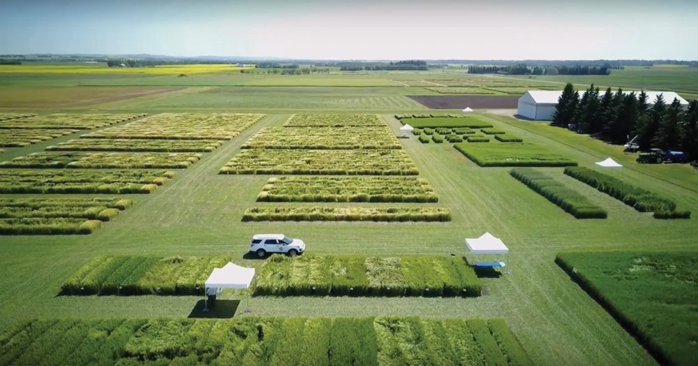 Boosting average barley yields to 95 bushels an acre in the next decade is a key part of Alberta Barley’s strategy to revitalize the sector. Pictured in this Alberta Barley video is the Field Crop Development Centre at Lacombe.
