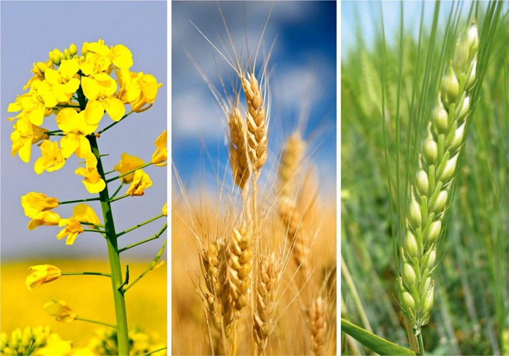 Alberta crop commissions announce new board director lineups