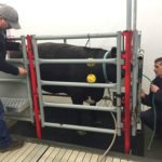 Methane emissions from a steer were measured by Agriculture Canada researchers.