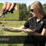 In this video from the Canola Council of Canada, Angela Barnes, the council’s agronomist for southern Alberta,
holds what appears — from the ground up — to be a fairly healthy canola plant. But the roots of the same plant
(inset photo) show it is heavily infected with clubroot galls. This hidden spread of clubroot illustrates why a breakdown in resistance may not be immediately obvious in a canola field.
