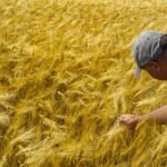 Wheat farmer checking his crop.