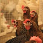 Hens like these Brown Leghorns provide eggs for weeks, and then are butchered for their meat. photos: supplied