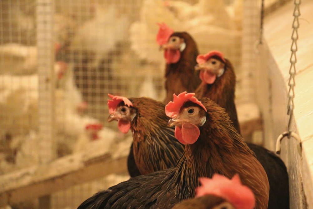 Hens like these Brown Leghorns provide eggs for weeks, and then are butchered for their meat.   photos: supplied