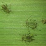 Aphids on winter wheat leaf.