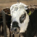 Proper use of parasite control products is more important than ever as concerns about drug resistance mounts.