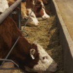 Two-thirds of greenhouse gases produced by Canadian agriculture comes from beef production,
with methane produced by digestion accounting for a portion of that.