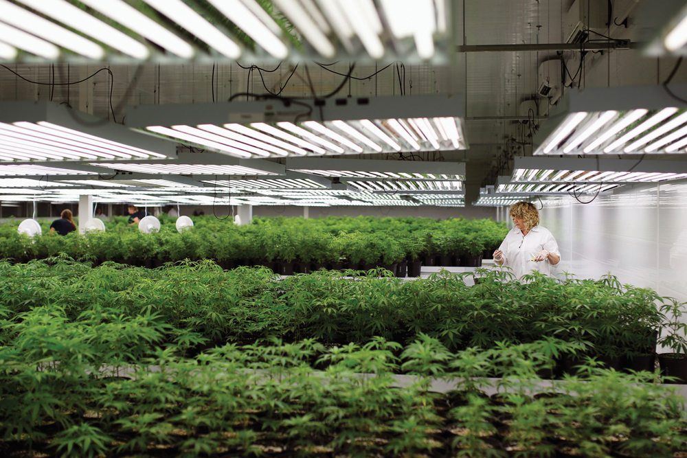 The legalization of cannabis is expected to create thousands of new jobs — from production workers to office staff. Terra Life Sciences, which is currently completing a 50,000-square-foot cultivation facility near Olds and partnering with Olds College on a horticulture course, is expecting to hire as many as 200 workers. Shown is an Ontario marijuana facility.