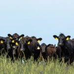 Assessing beef production solely on the amount of water used to produce a pound of beef paints a false picture, says Beef Cattle Research Council.