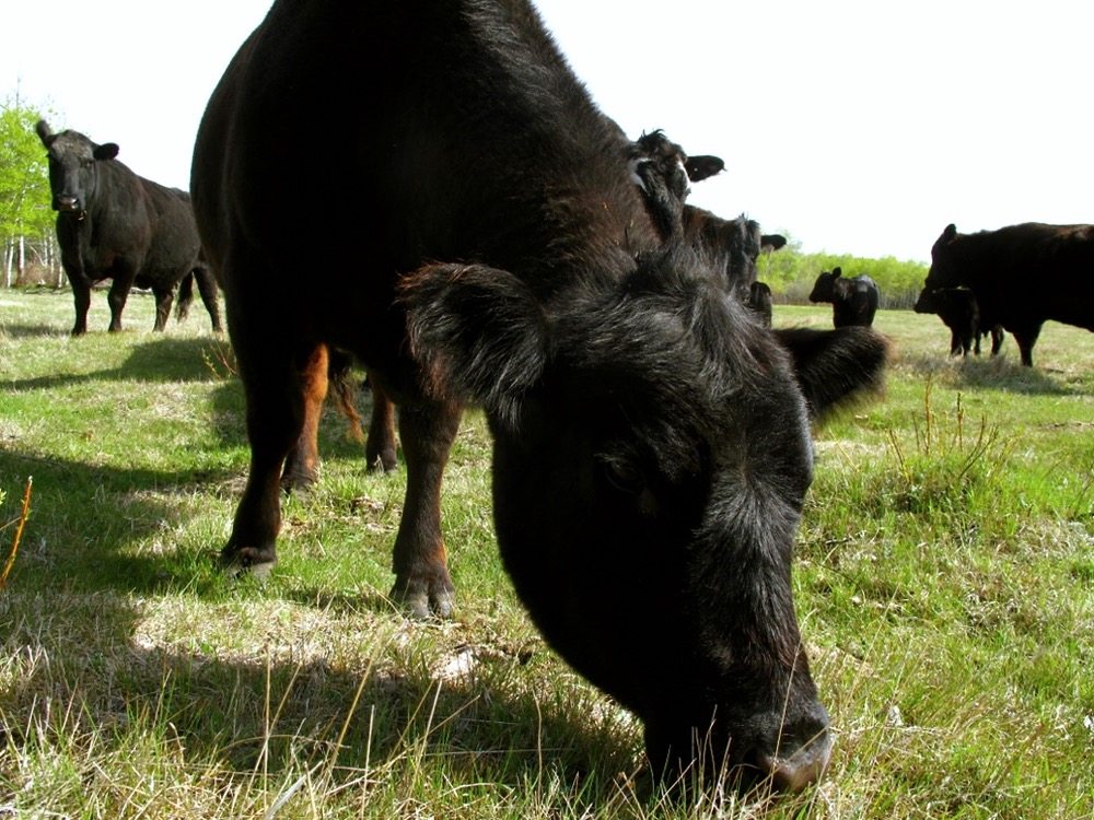 Canadian genetics are considered superior and allow for us to consider many paths as a global supplier of live cattle.