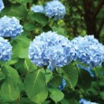 Hydrangeas were once thought suitable only for more moderate climates, but there are now hardy varieties that can survive Prairie winters.