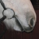 A properly fitting bit will lay about an inch in front of the cheek teeth, and create no wrinkles.