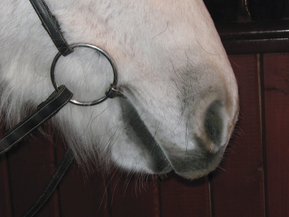 A properly fitting bit will lay about an inch in front of the cheek teeth, and create no wrinkles.