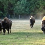 bison running
