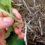 Understanding canola-resistance labels