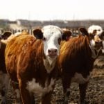 A province-wide vote on the non-refundable checkoff could be held as early as this fall.