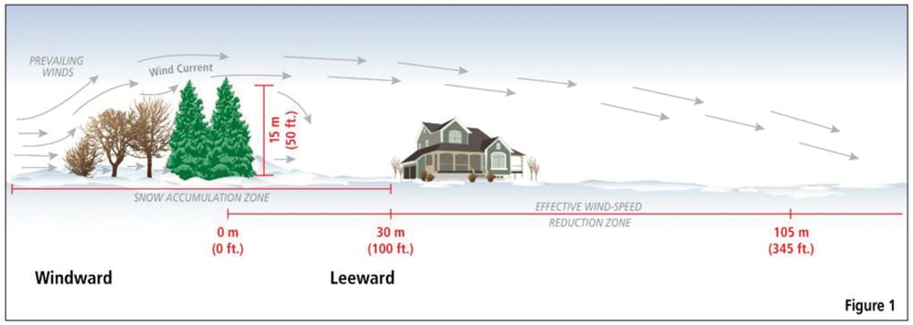Graphic from a 2010 AAFC publication by the Indian Head Shelterbelt Centre, showing how a shelterbelt can reduce wind speed for over 100 metres.