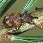 White pine weevils target the leader, or top branch, of young spruce trees.