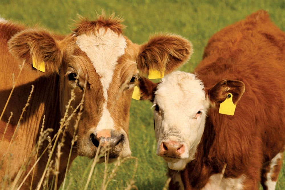 Three new Alberta members on Beef Cattle Research Council