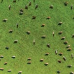 Today’s high-def cameras are a definite boon for cattle producers