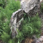 The inadvertent inclusion of ornamental plants or noxious weeds such as horsetail in lawn clippings poses a risk of harm for the horse.