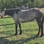 A yawning horse can be a prompt to delve deeper into that animal’s health and welfare.