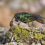Adult beetles have a distinctive metallic green sheen.