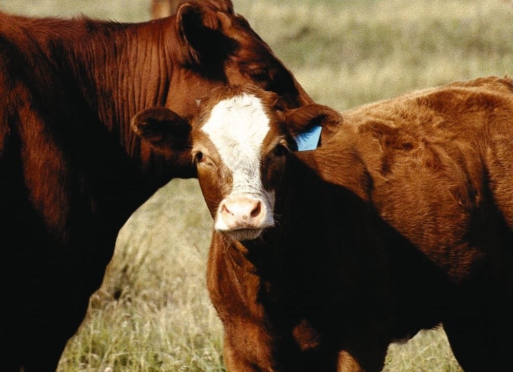 cow and calf