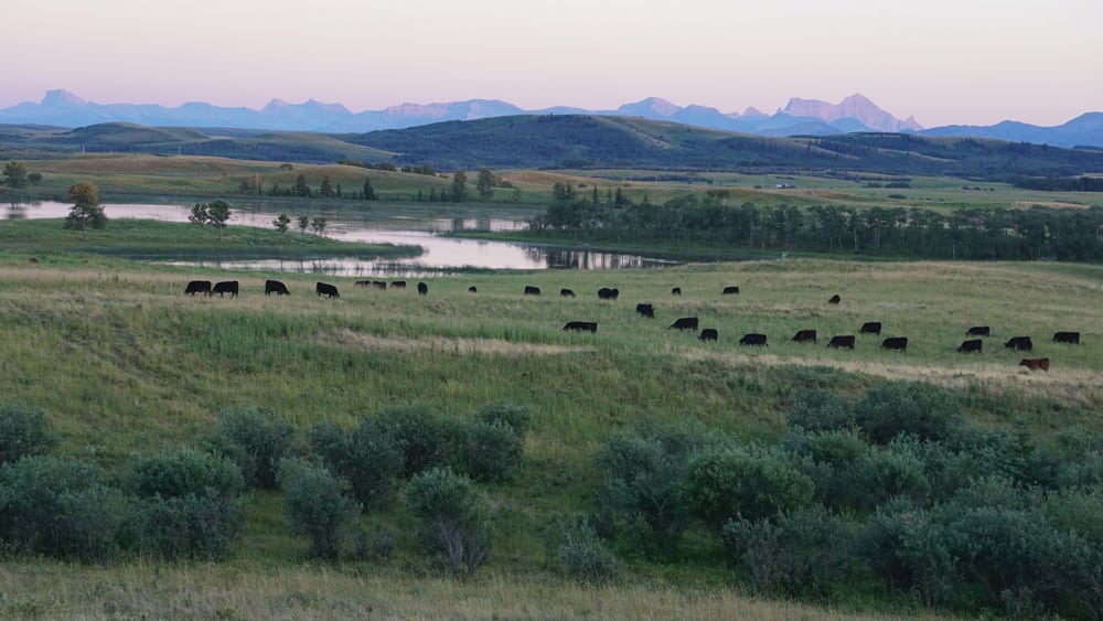 Pastures aren’t this lush this year in many parts of the province but there are many positives in Alberta’s cow-calf sector right now.
