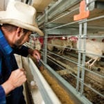 Egg consumption, which has been rising for a decade, exploded last year when fast-food chains introduced all-day breakfasts. That means Alberta’s egg producers are busier than ever.