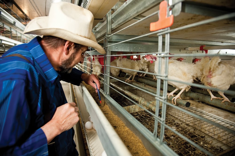 Egg consumption, which has been rising for a decade, exploded last year when fast-food chains introduced all-day breakfasts. That means Alberta’s egg producers are busier than ever.