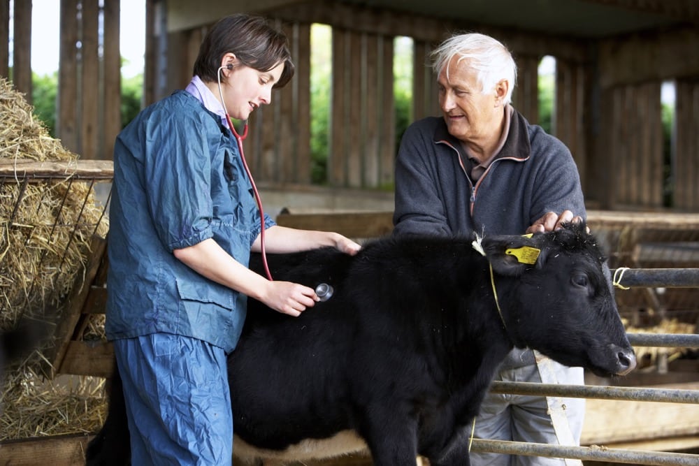 There are a number of things you should know before talking with your veterinarian about prescriptions.