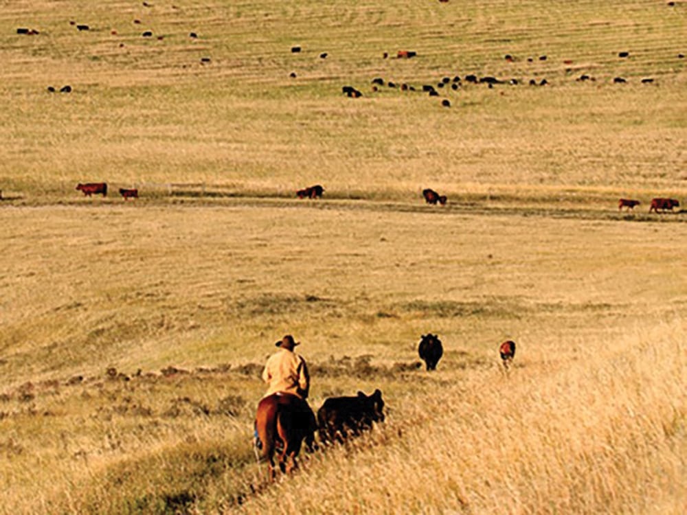 Glenbow Ranch, located between Cochrane and Calgary, became a provincial park after the Harvie family sold more than 3,200 acres to the province in 2006 for less than market value.