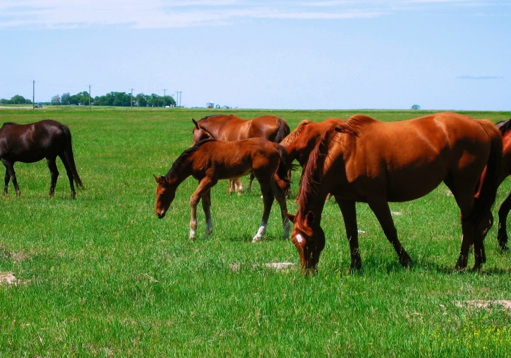 The equine industry is not ‘zero rated’ for GST, which means the tax must be charged when horses are sold. 