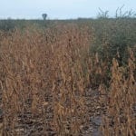 This photo was taken in Manitoba but glyphosate-resistant kochia has since spread across the Prairies and it’s estimated half of kochia in Alberta is resistant to at least one herbicide group.