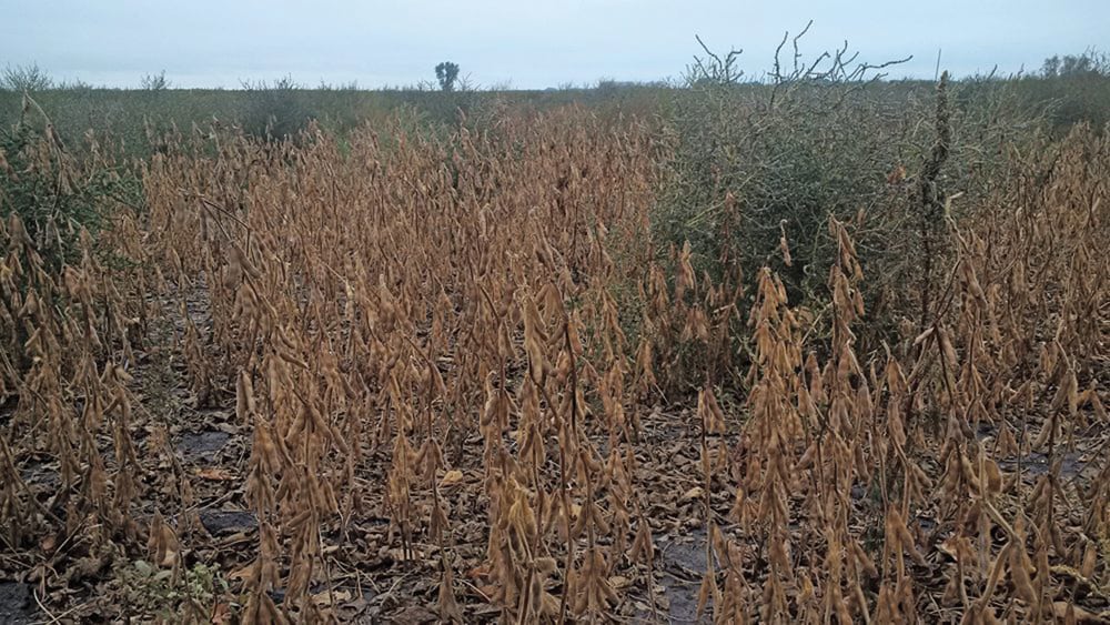 This photo was taken in Manitoba but glyphosate-resistant kochia has since spread across the Prairies and it’s estimated half of kochia in Alberta is resistant to at least one herbicide group.
