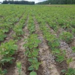 This is not what you usually see in the Peace — a crop of soybeans. Canterra Seeds rep Jesse Meyer took (and tweeted) this photo of a soybean field near La Crete in early July.