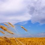 Japan halted purchases of Canadian wheat after a few “rogue” genetically modified wheat plants were found along a remote access road in southern Alberta.