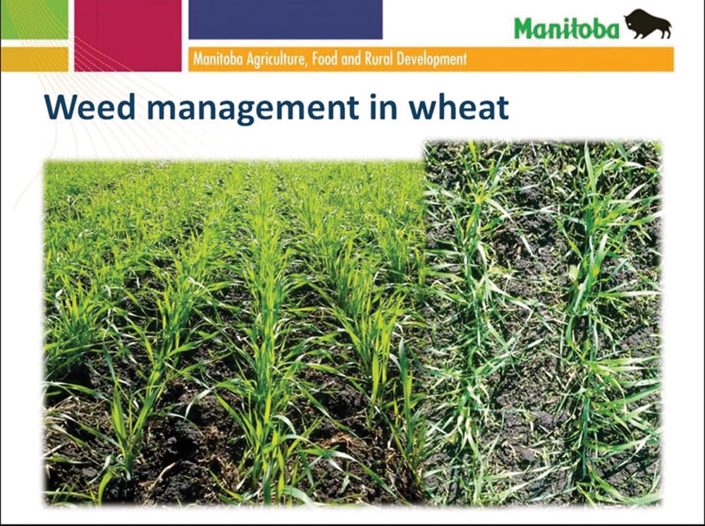These Manitoba Department of Agriculture photos show that weeds are more obvious when looking  down at a wheat crop (r) than looking at it sideways.