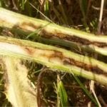 The stem-mining weevil larvae live up to their name, burrowing down the length of Canada thistles and feeding on their leaves after becoming adults.