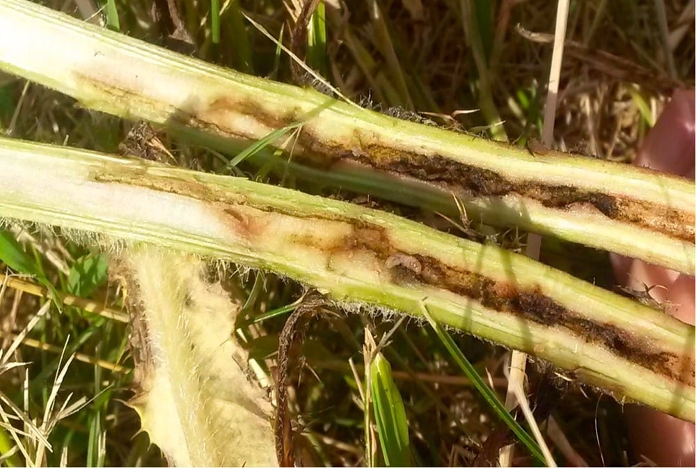 The stem-mining weevil larvae live up to their name, burrowing down the length of Canada thistles and feeding on their leaves after becoming adults.