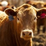 The four researchers chosen for the program offer a range in experience in fields including food safety, beef cattle production, forage nutrition and sustainability.
